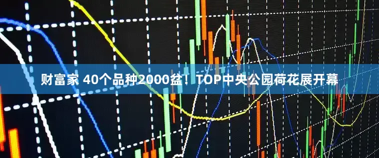 财富家 40个品种2000盆！TOP中央公园荷花展开幕